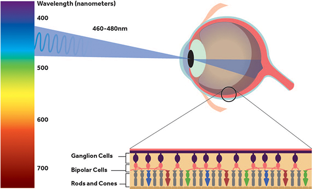 Diagram Blue Light Eye Physiology Wavelength Cells Rods Cone Nulty