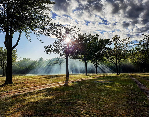 Sunlight Trees Outdoor Space Light Up Your Lockdown Photography Competition Nulty