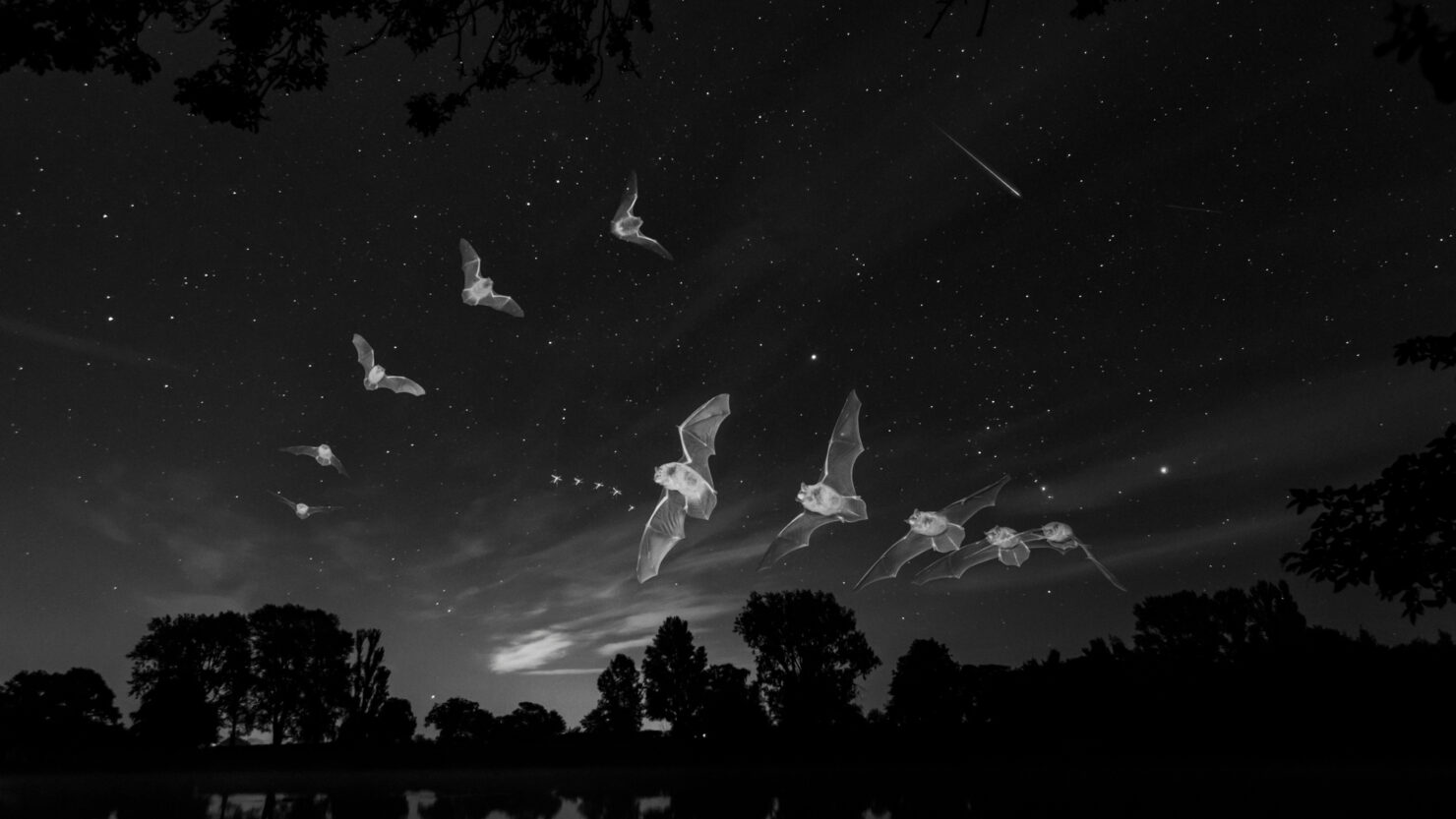 Paul Colley CB OBE FRPS Bats by Starlight.jpg